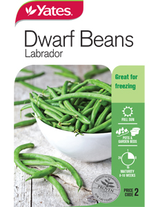 Yts Dwf Beans Labrador Pkt