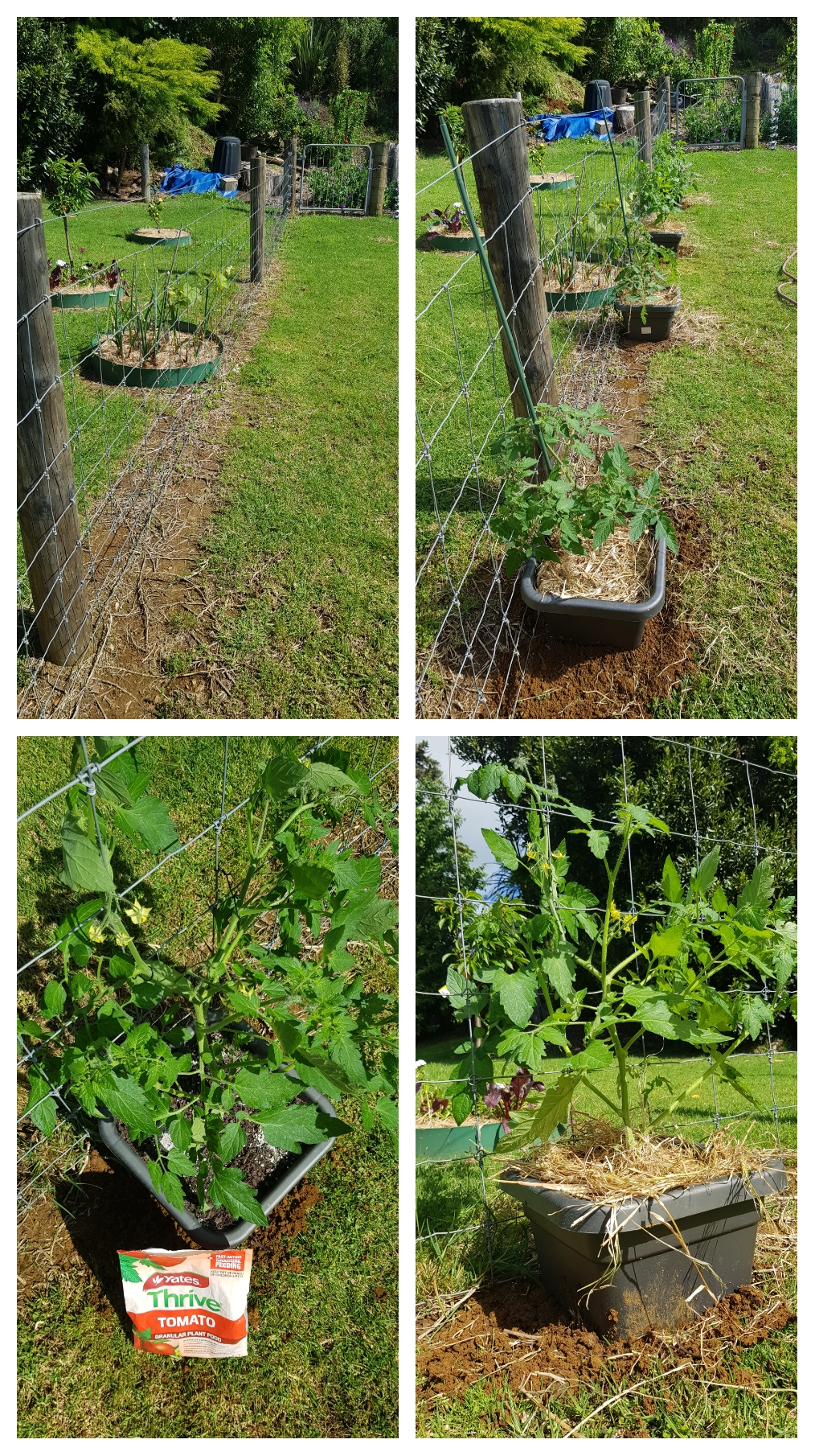 Last Of The Tomatoes In