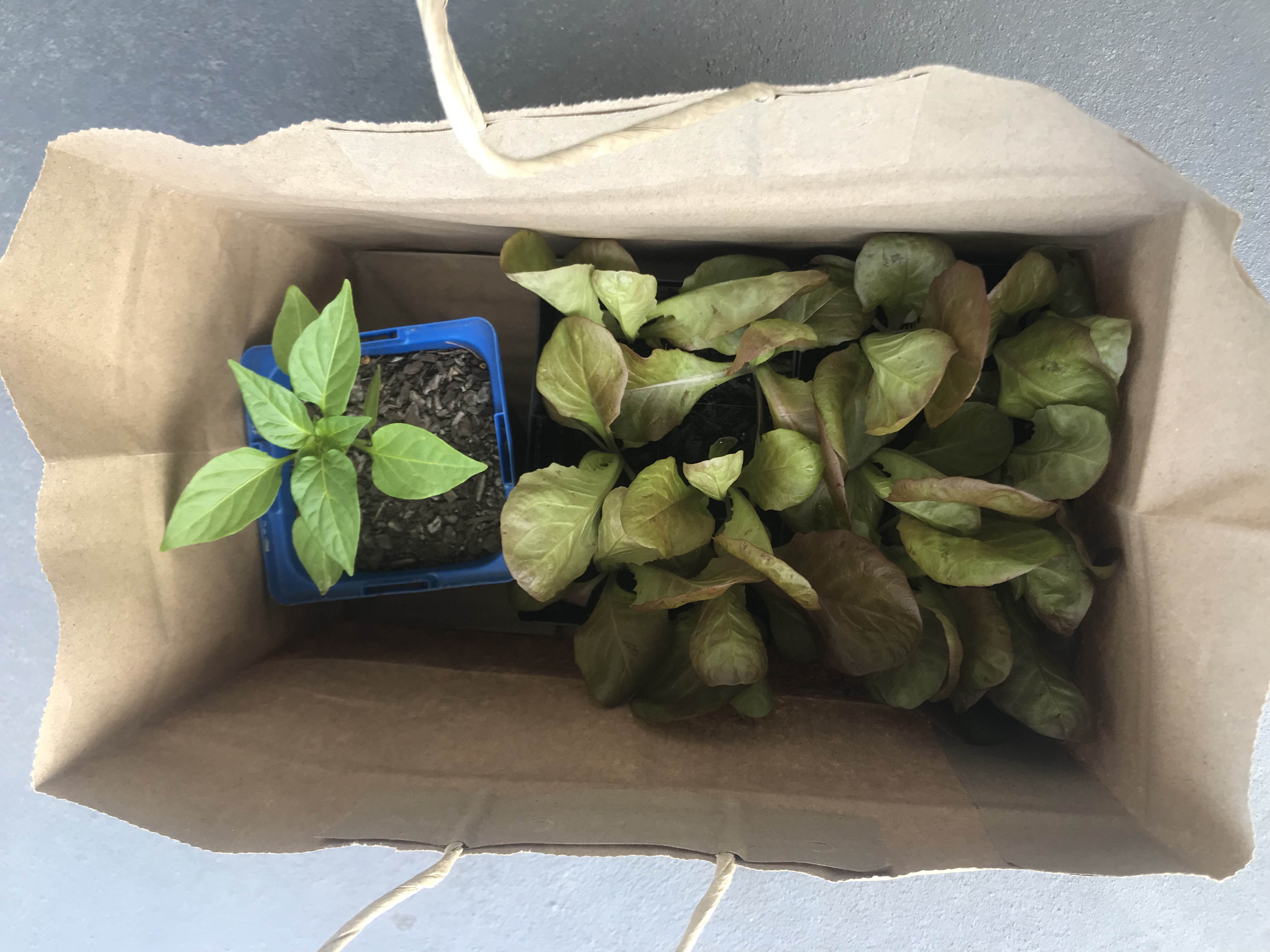 Babies are leaving home