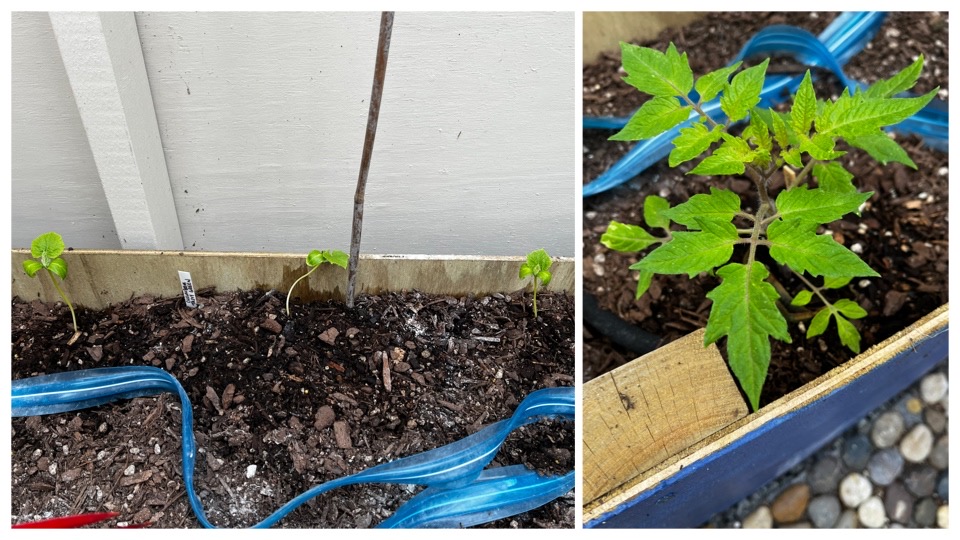 Planting in the glasshouse has started!! 