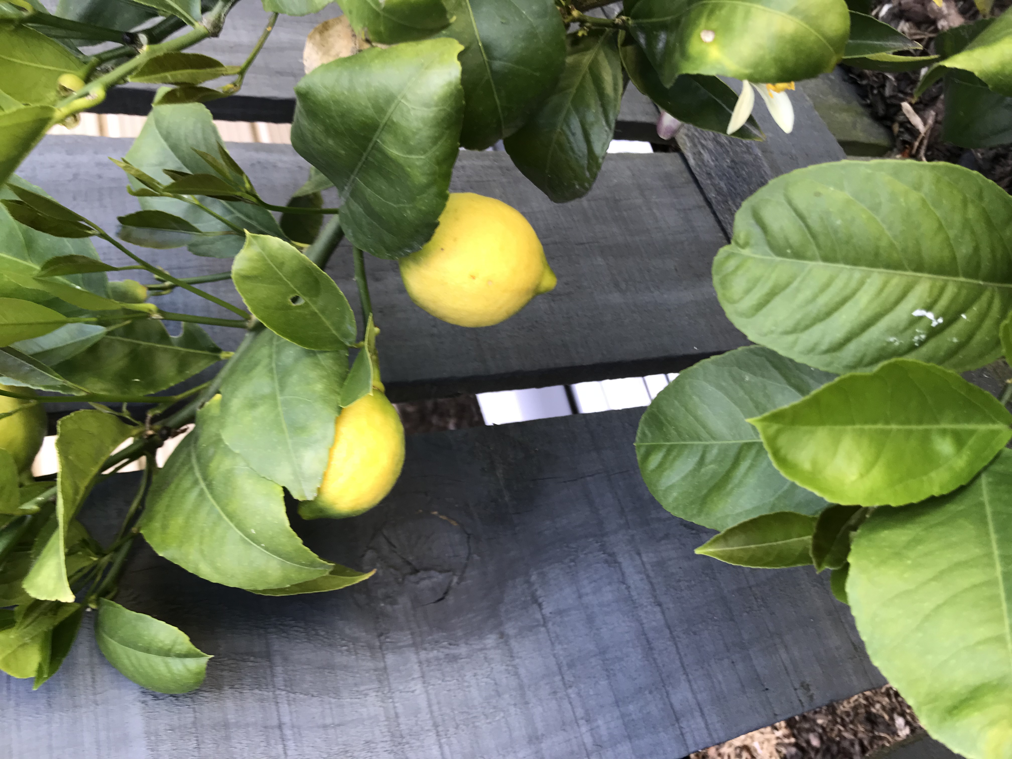 Lemons have been missed 