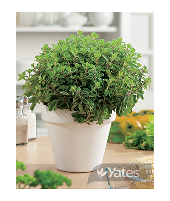 Oregano Product