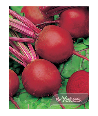 Beetroot Dark Red Product