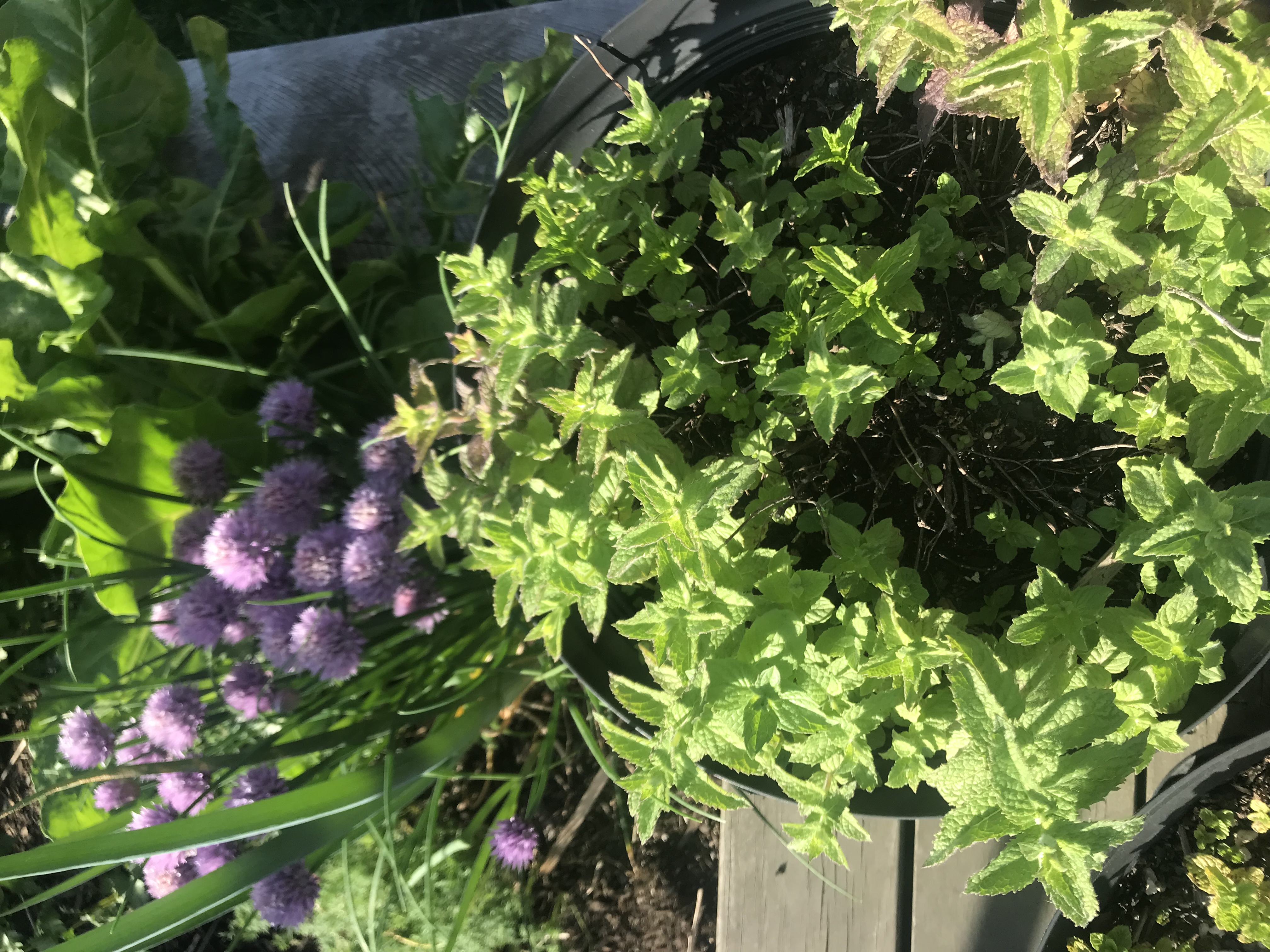 Herbs are the unsung heroes 