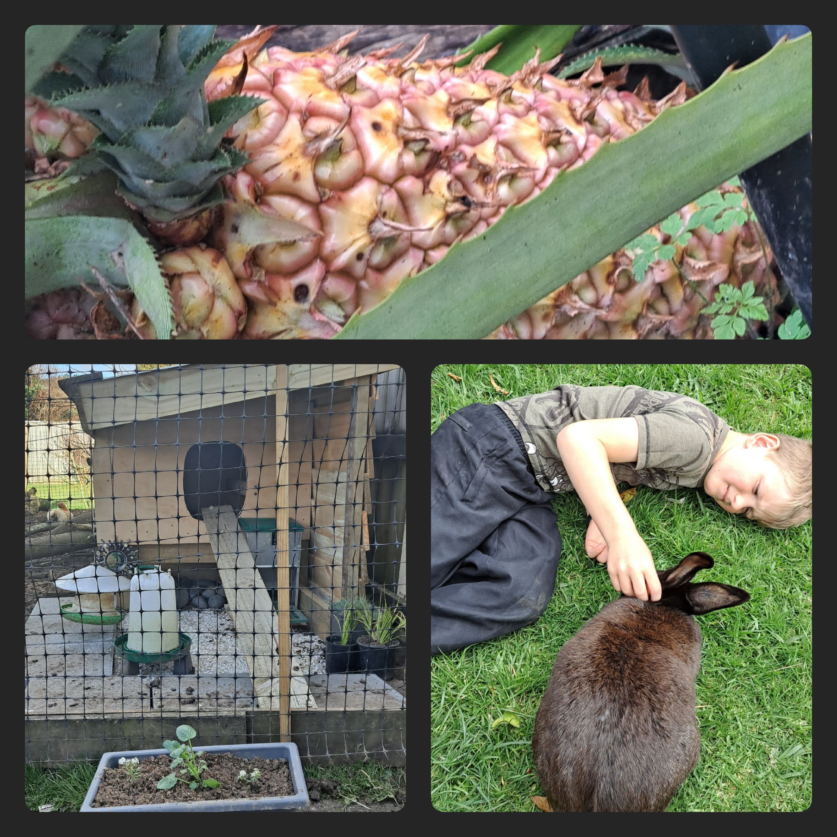 The Ups and Downs of an Urban Backyard