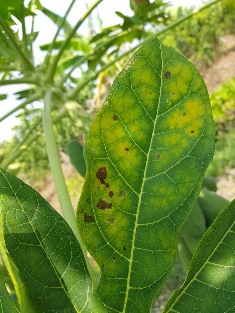 common-problems-blackspot-paw-paw