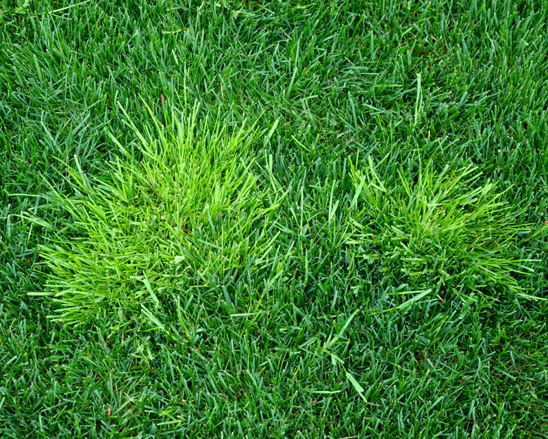 Poa annua - Winter Grass