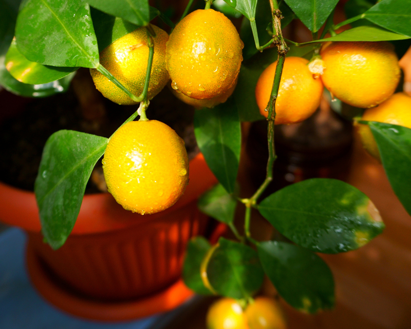Caring for Your Fruiting Plants