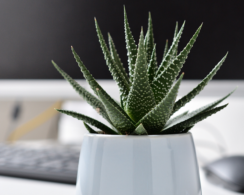 Haworthia