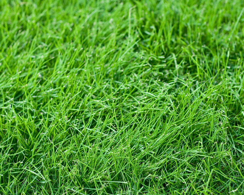 Fine fescue discount