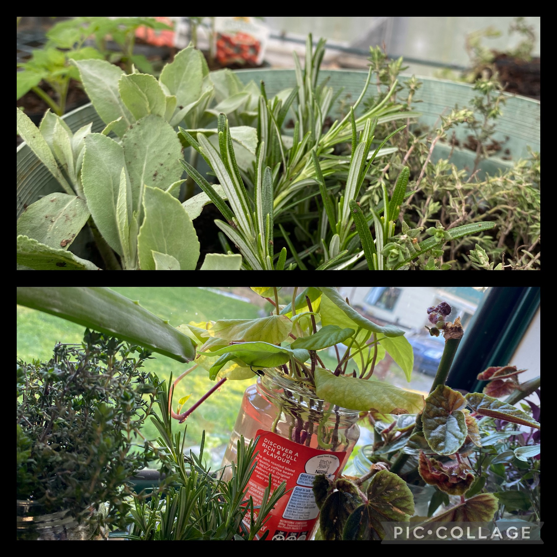 Herbs herbs and herbs 