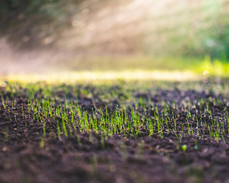 How to Establish a Brand New Lawn