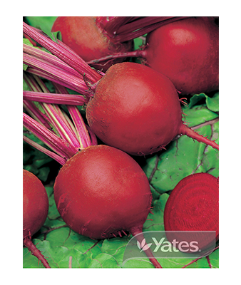 Beetroot Derwent Globe Product