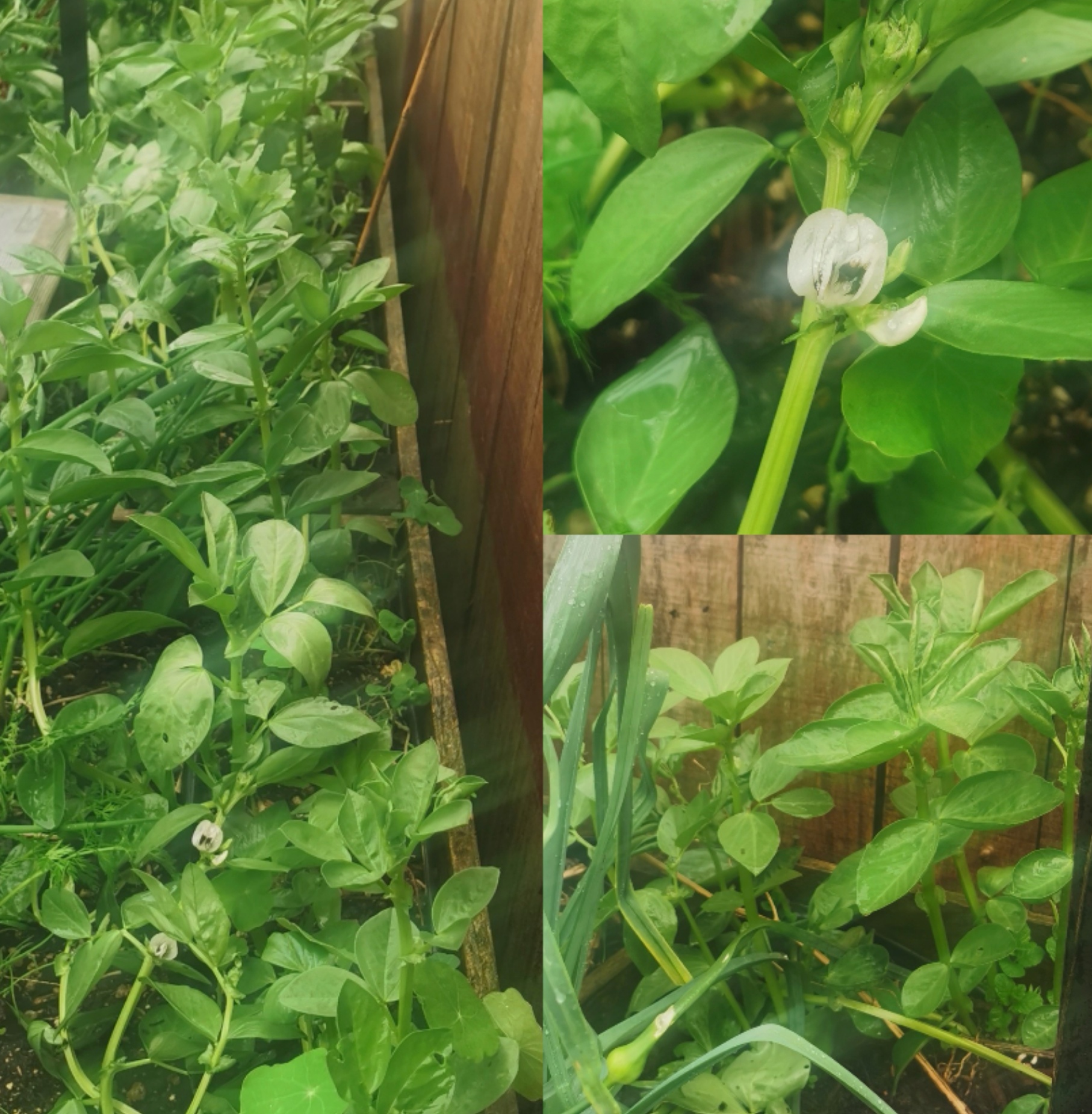 Confused Broad 8eans...