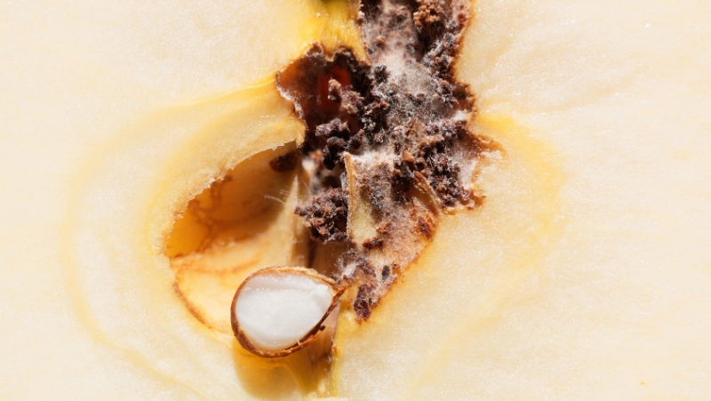Classic sign of codling moth larva in fruit