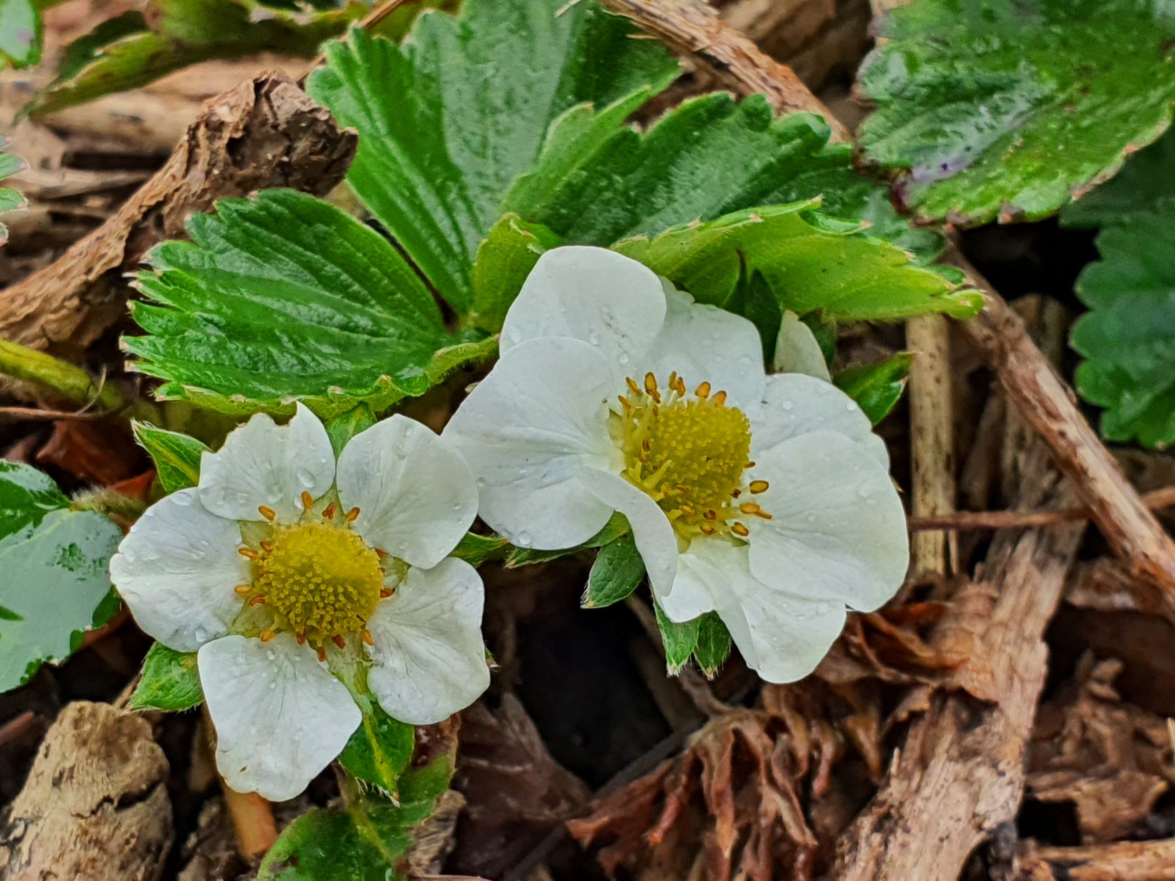 Mini Challenge Excitement