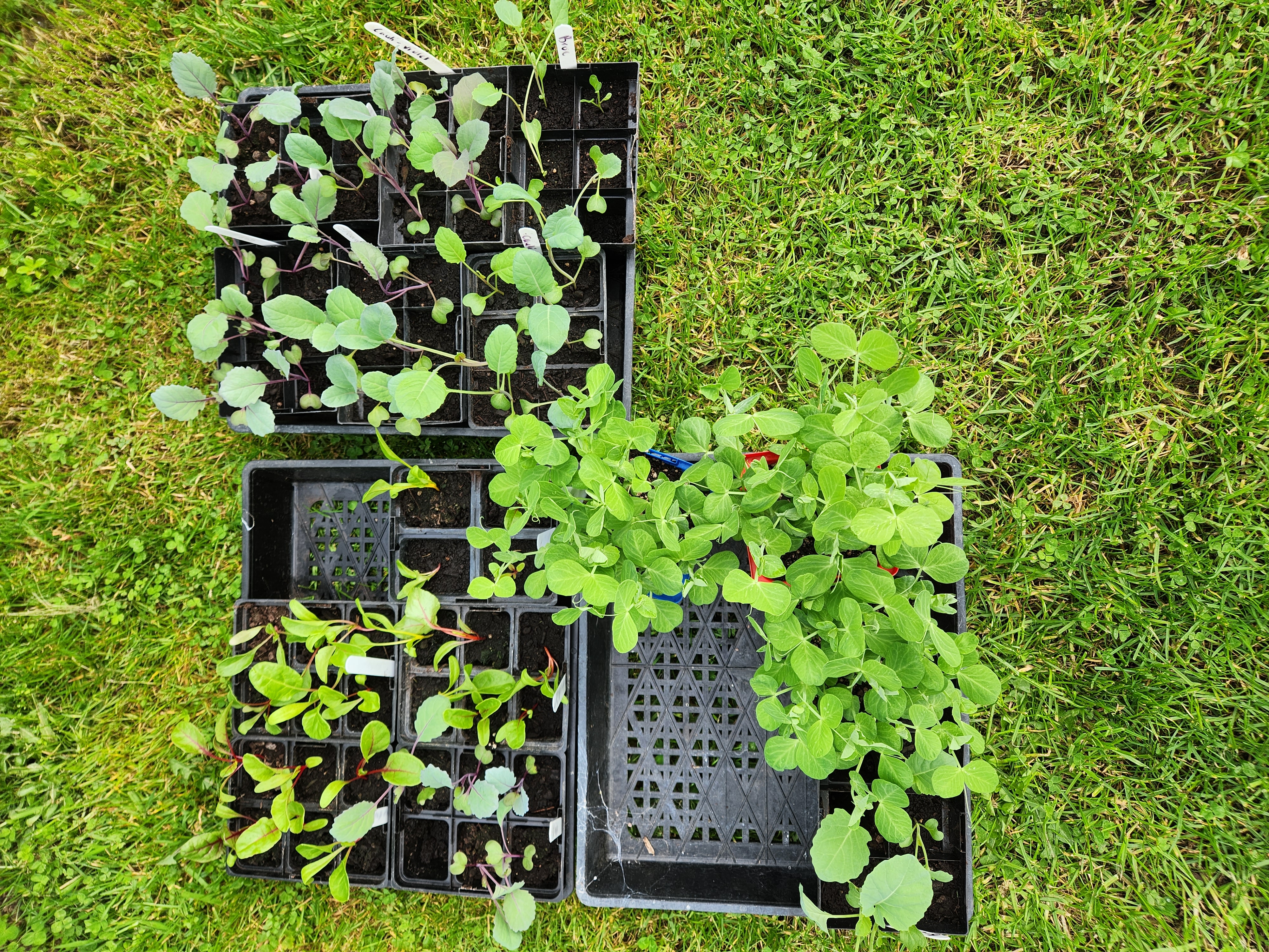 One vegetable bed planted out