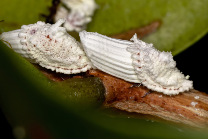 Cottony Cushion Scale (Icerya purchasi)