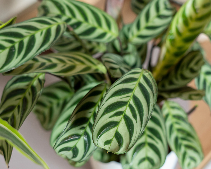 Calathea