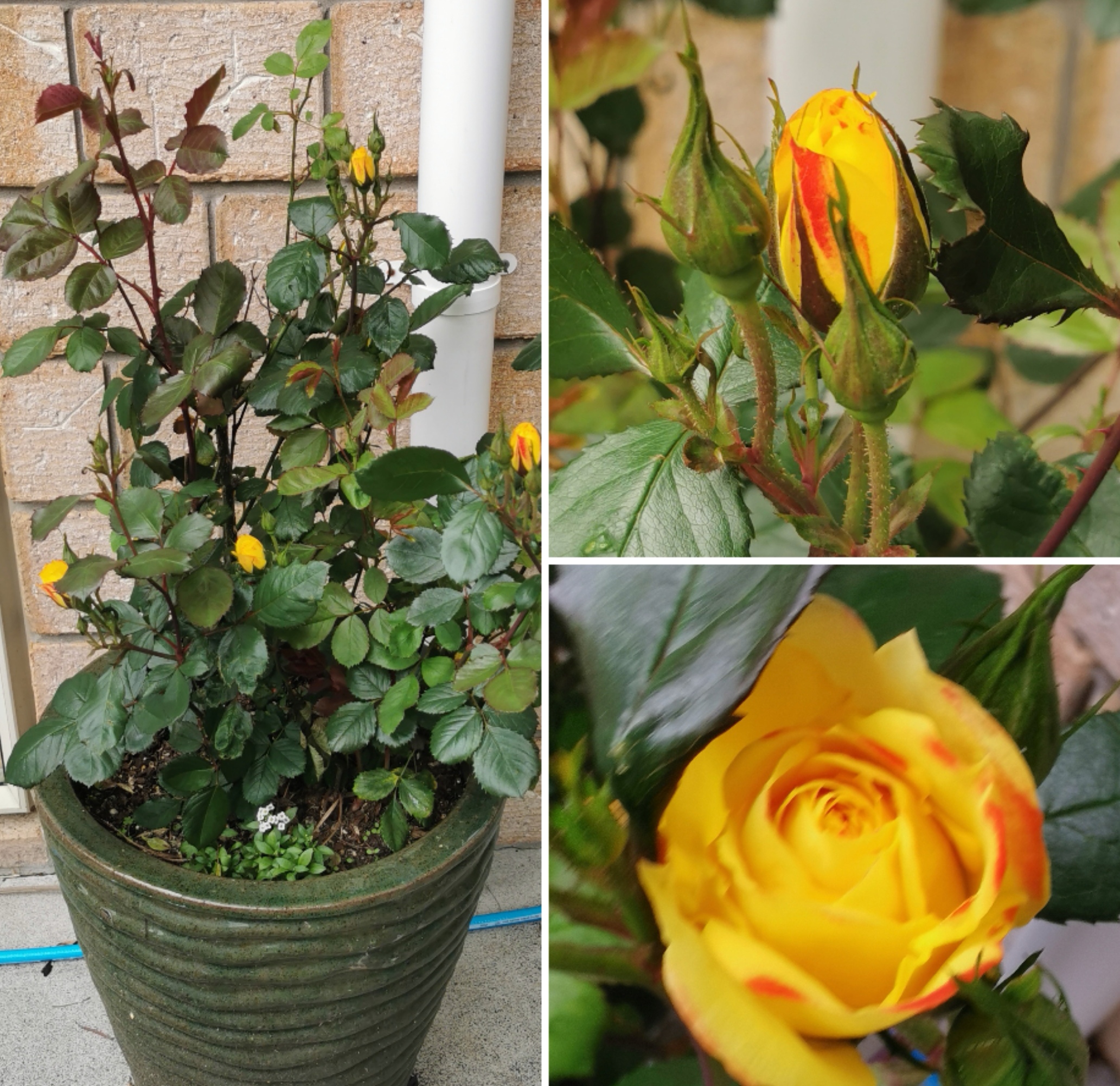 Last Rose is Blooming. 