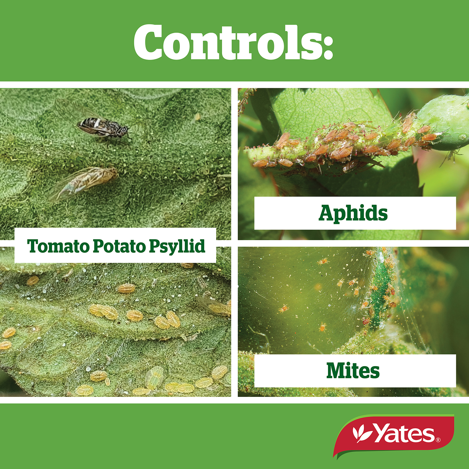 Yates Web Info MAVRIK 05