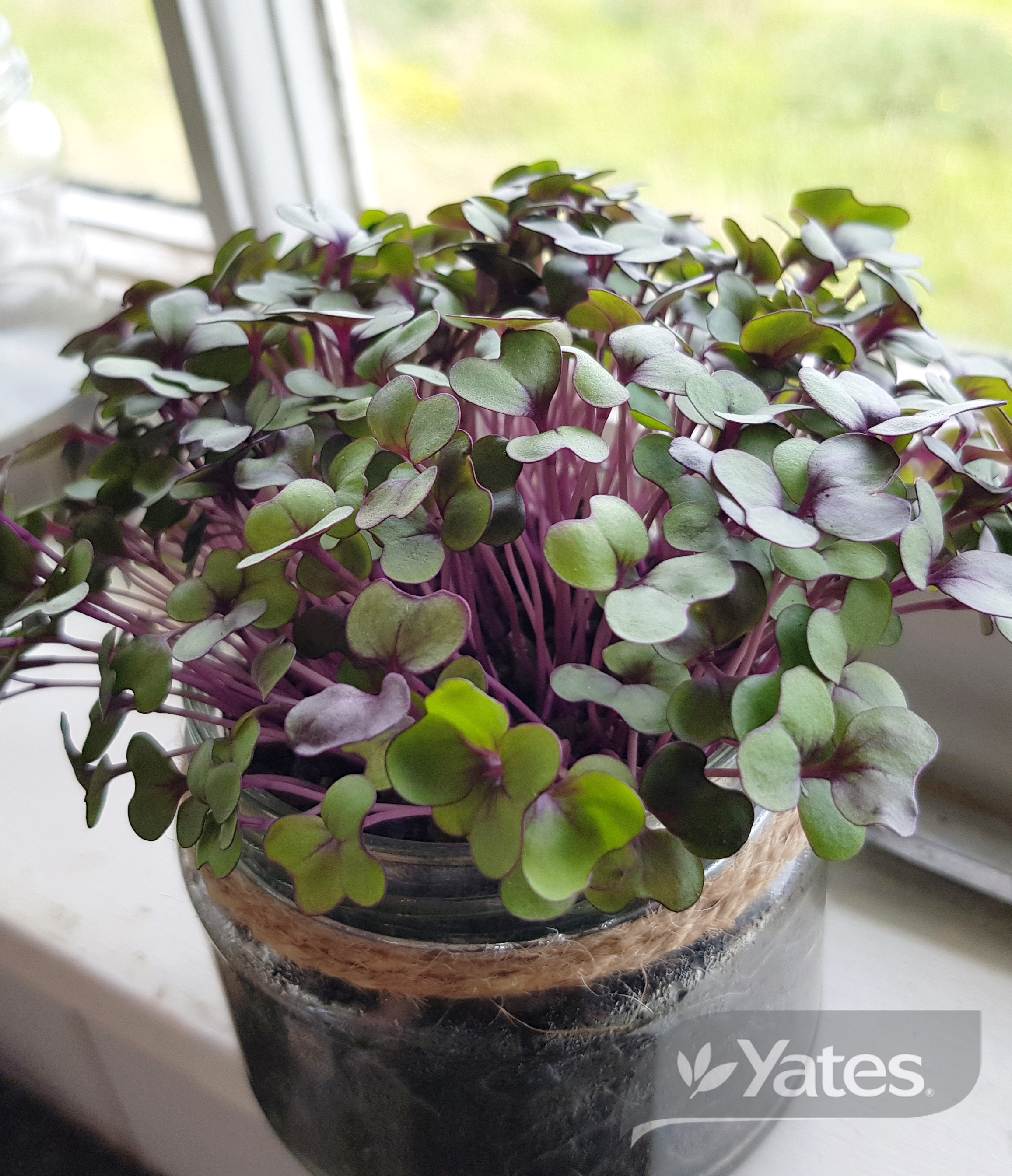 Microgreens Cabbage Rubies Microgreens Product In Situ