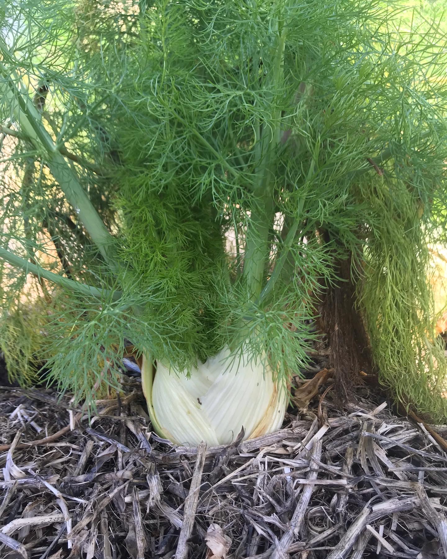 Trying new vegetables 