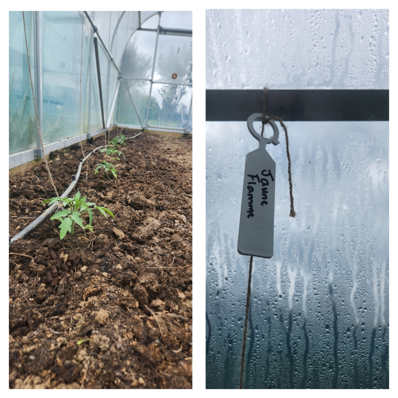 Both tunnels almost planted out