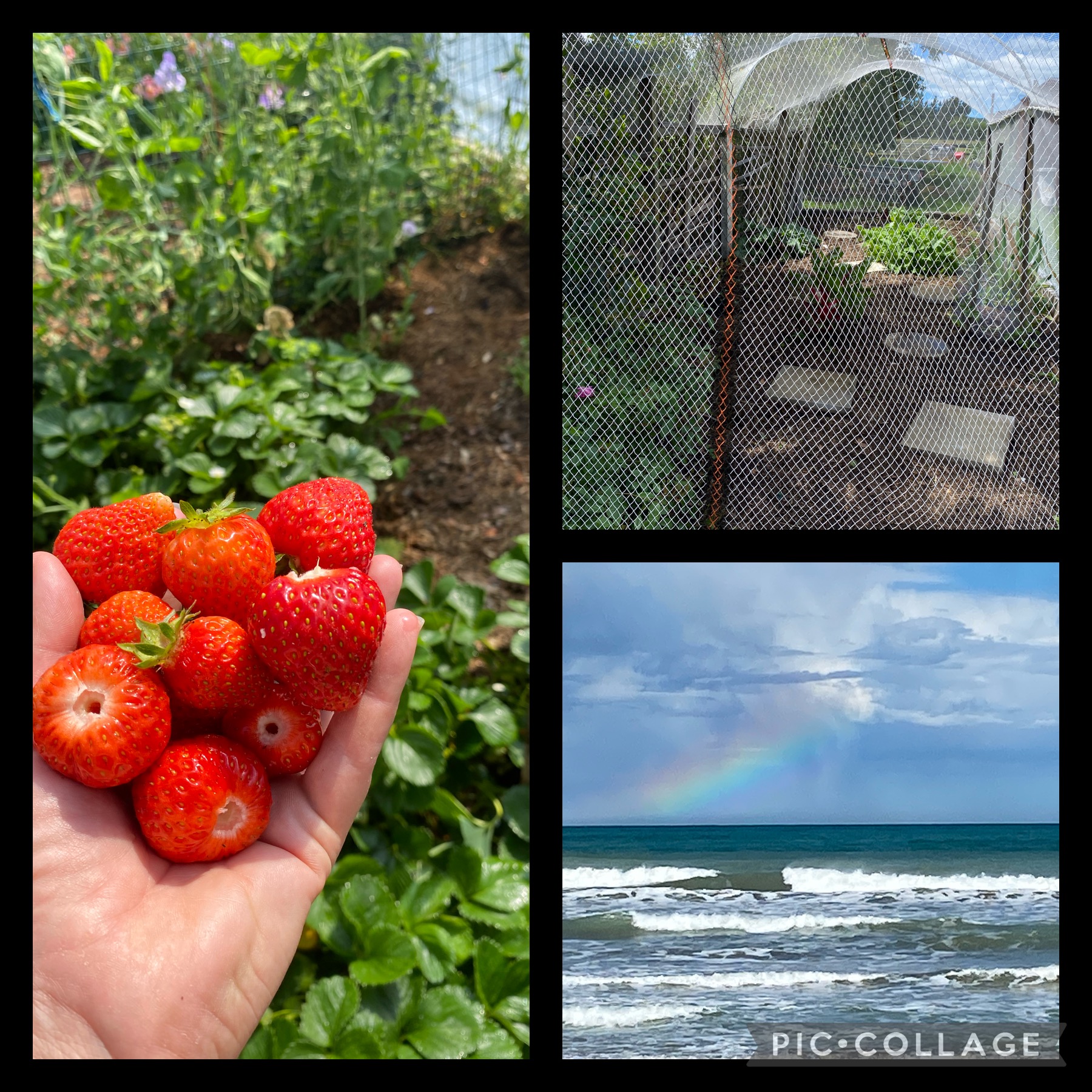 Happiness is a handful of strawberries 