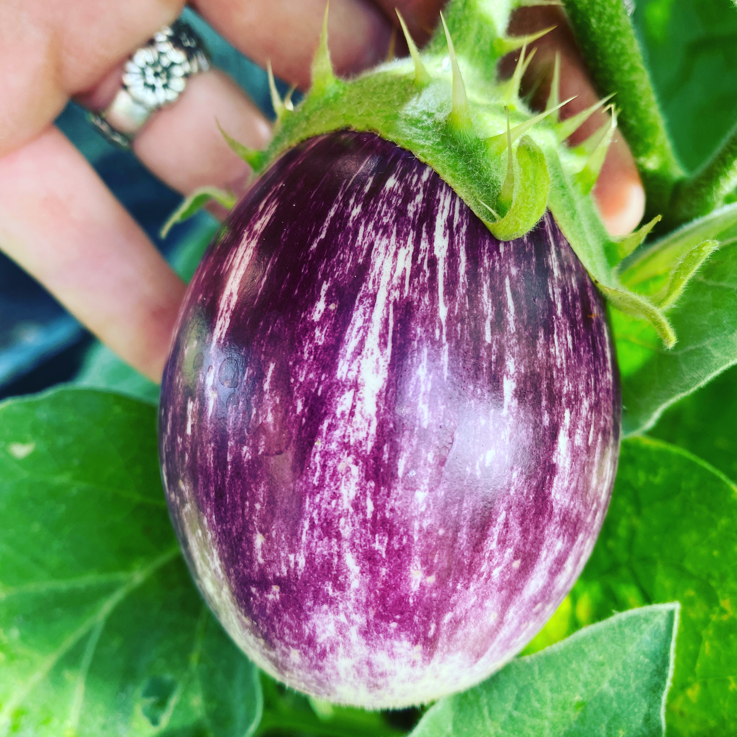 The joys of the Seed!