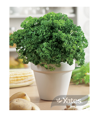 Parsley Curled Product