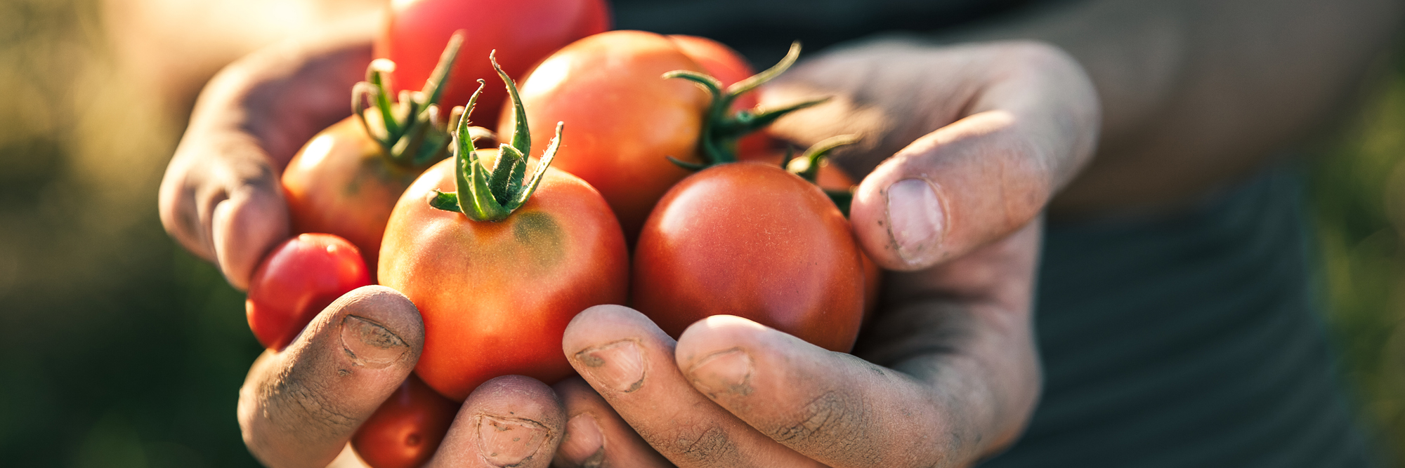 How to Grow Tomatoes