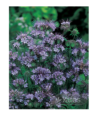 Phacelia Californian Bluebell Product