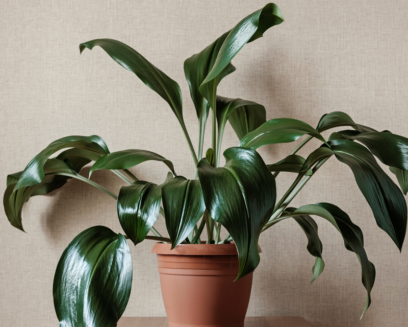 Cast Iron Plant