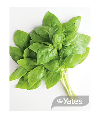 Sweet Basil Product