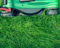 Guide on how to maintain a lawn sown by seed