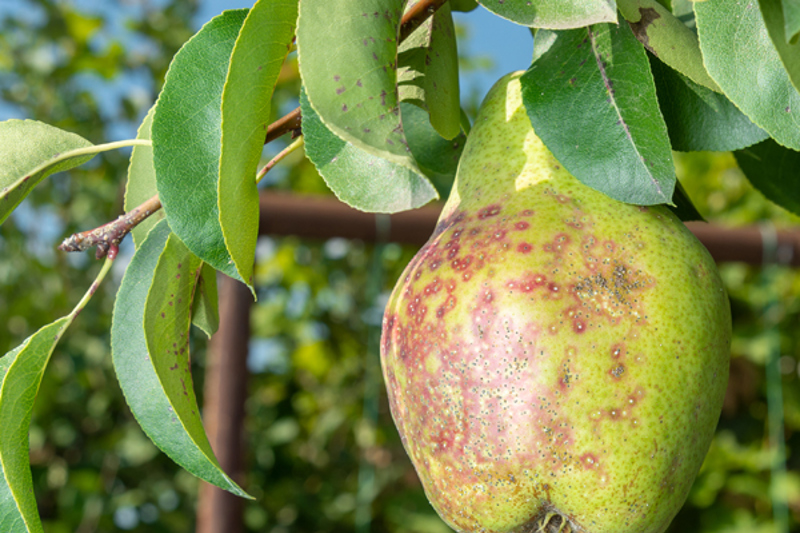 San José Scale (Quadraspidiotus perniciosus) on a pear tree