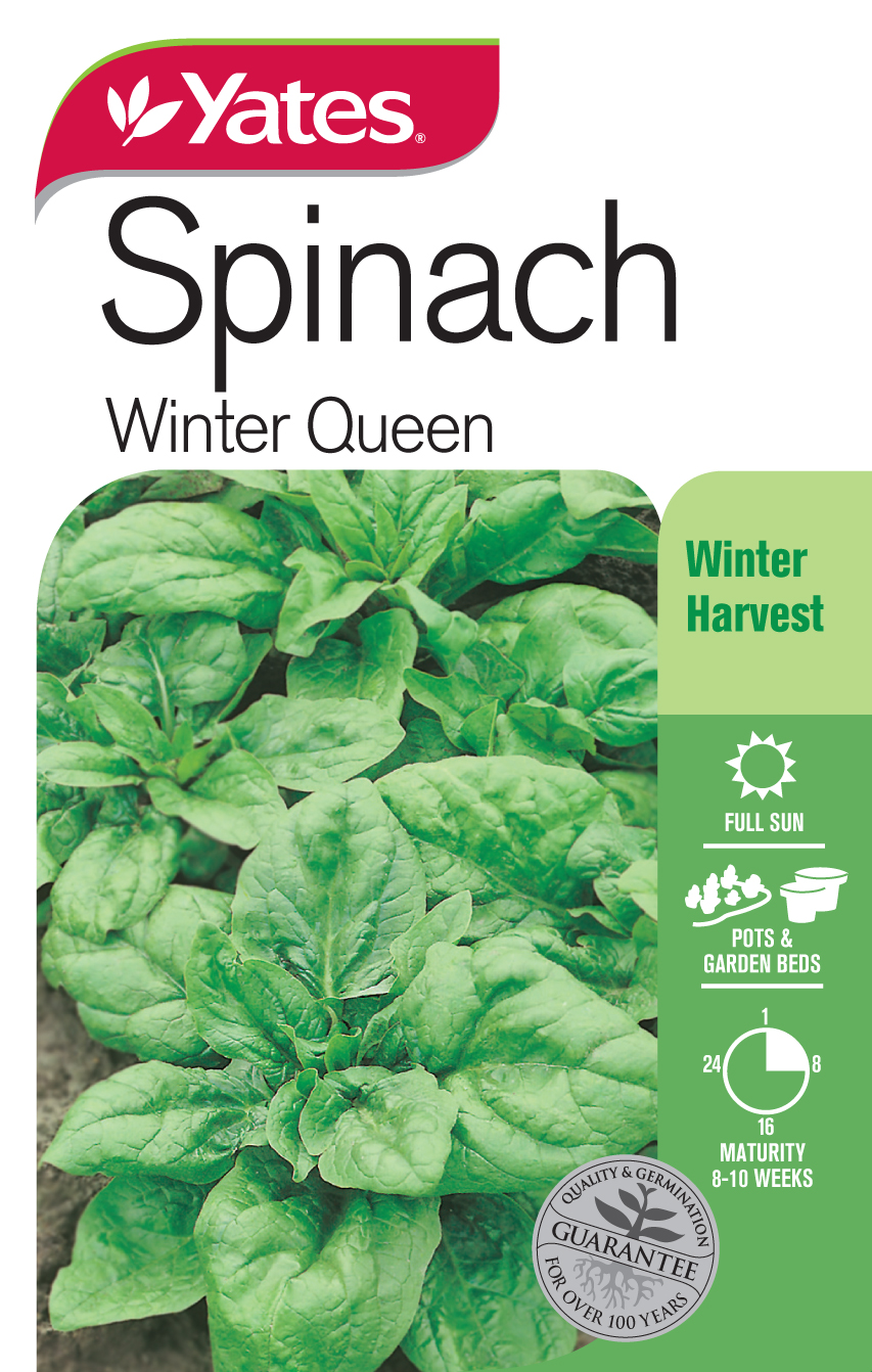 Spinach 'Winter Queen'