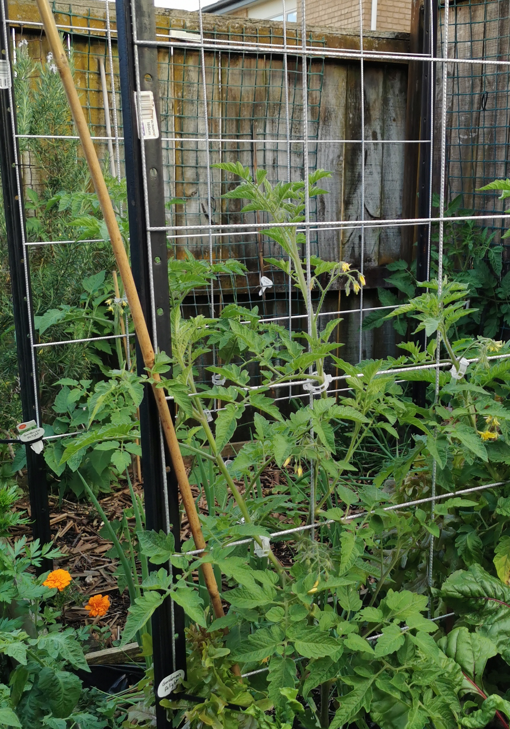 Taking shape on the frames. 