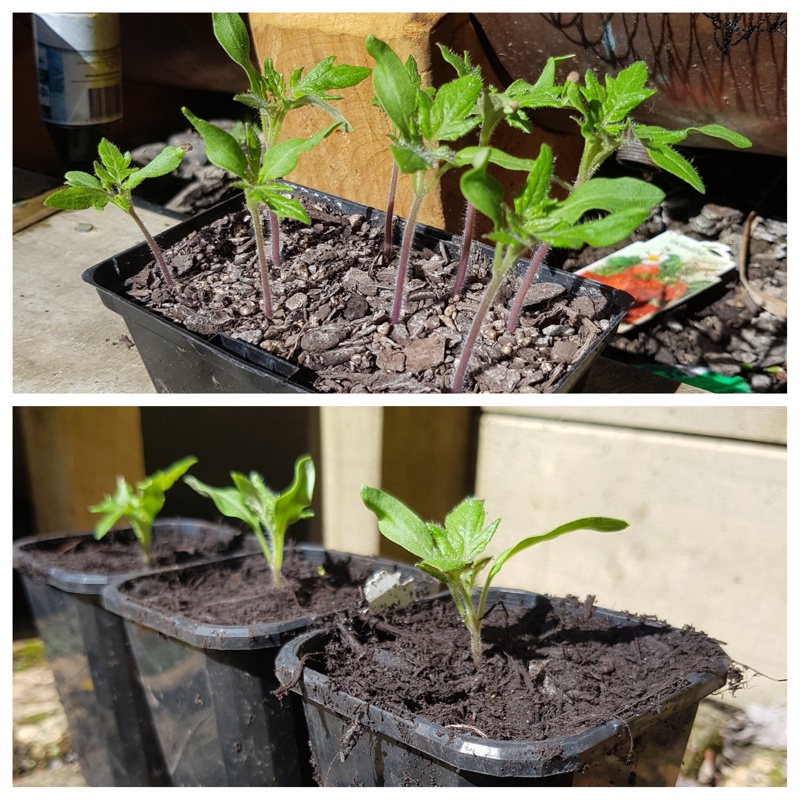 Burying Tomatoes