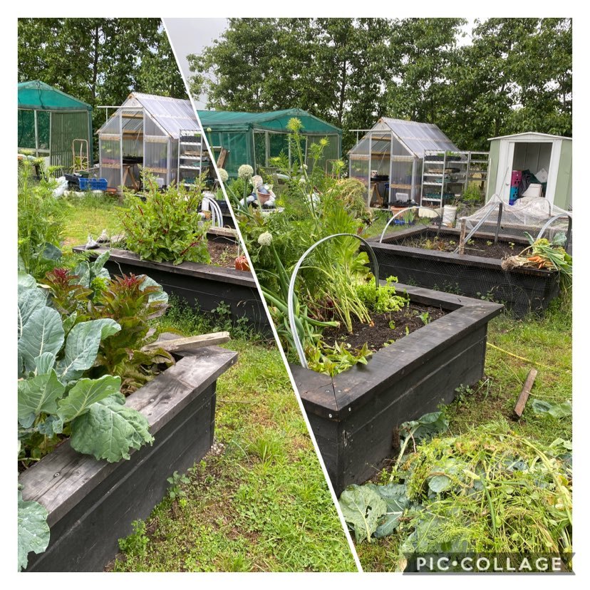 To busy in the garden 