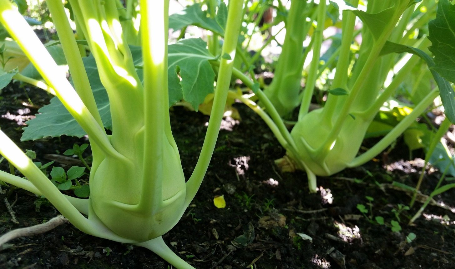 First spring harvest & new seeds
