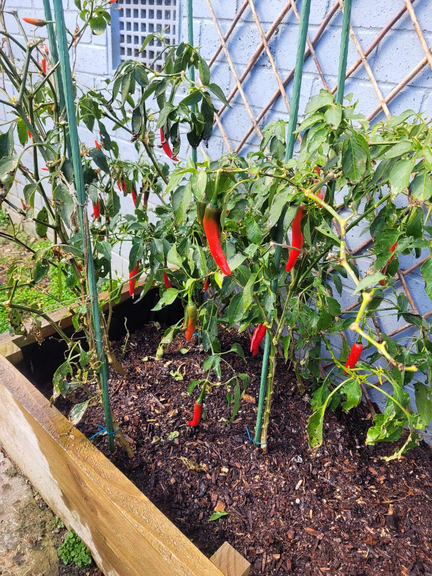 Chilli