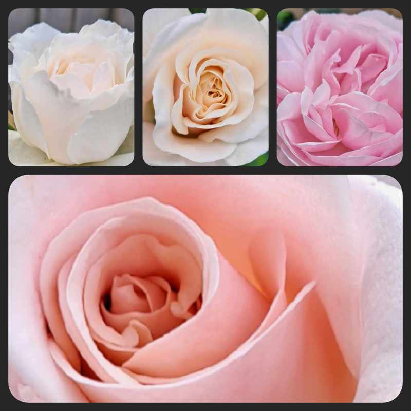 The Birthday Roses