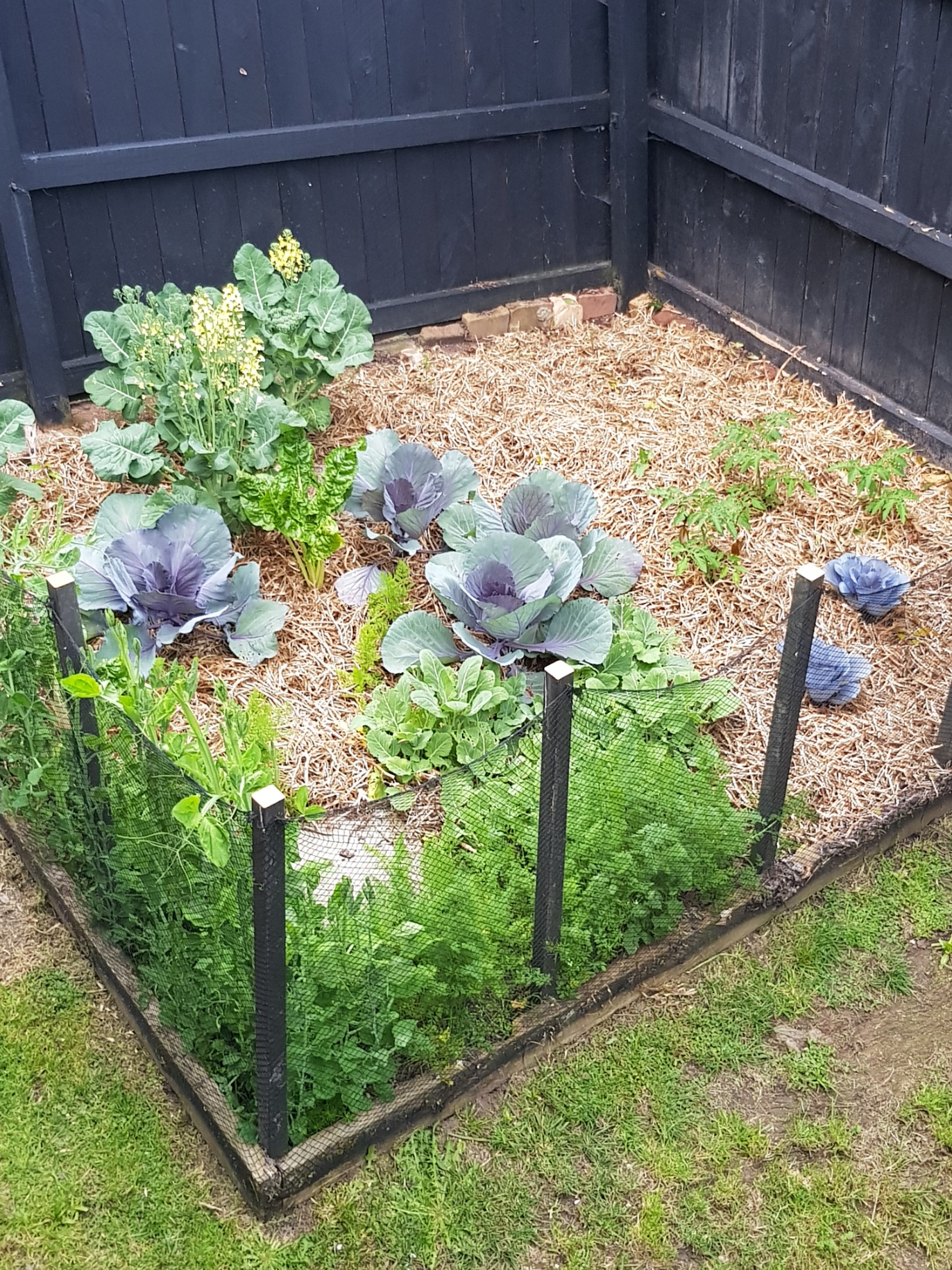 Hay hay hay... well actually pea straw