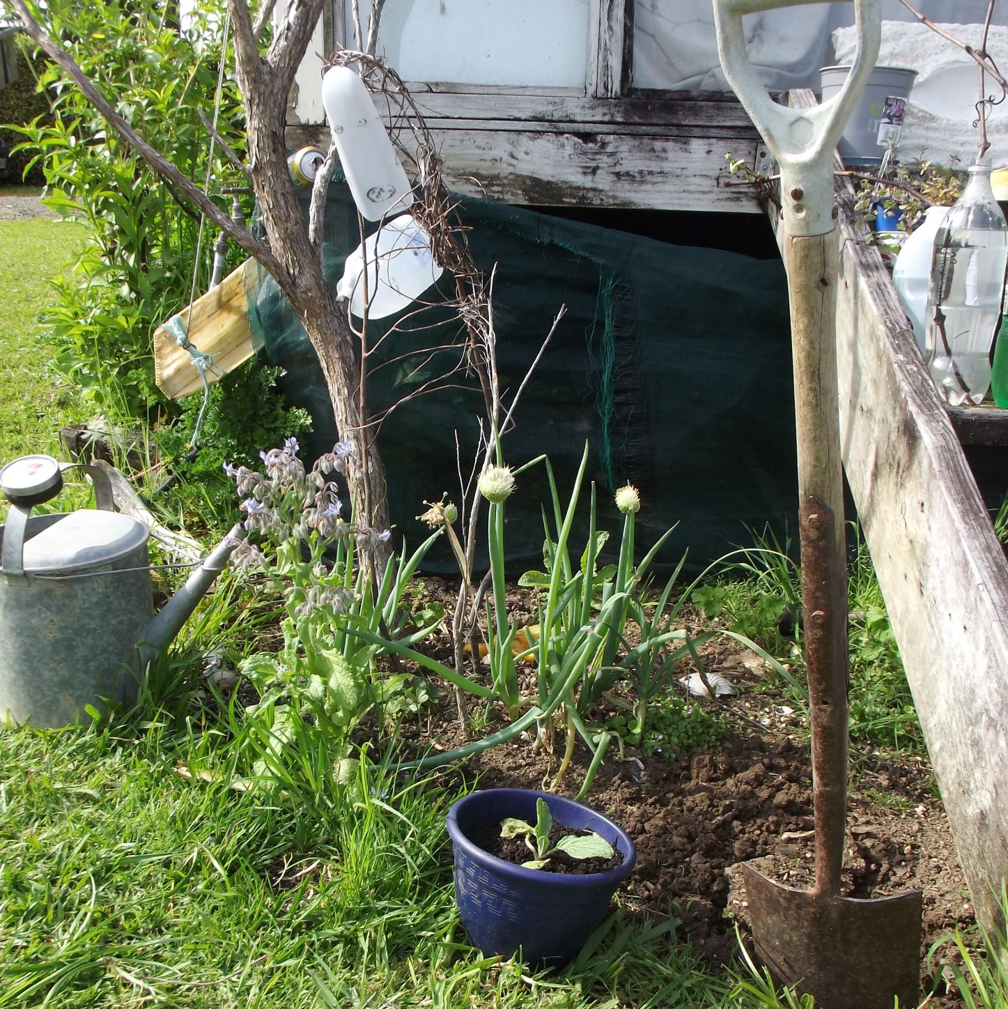 My PROJECT this week -overhauling the 'No Face' Garden!