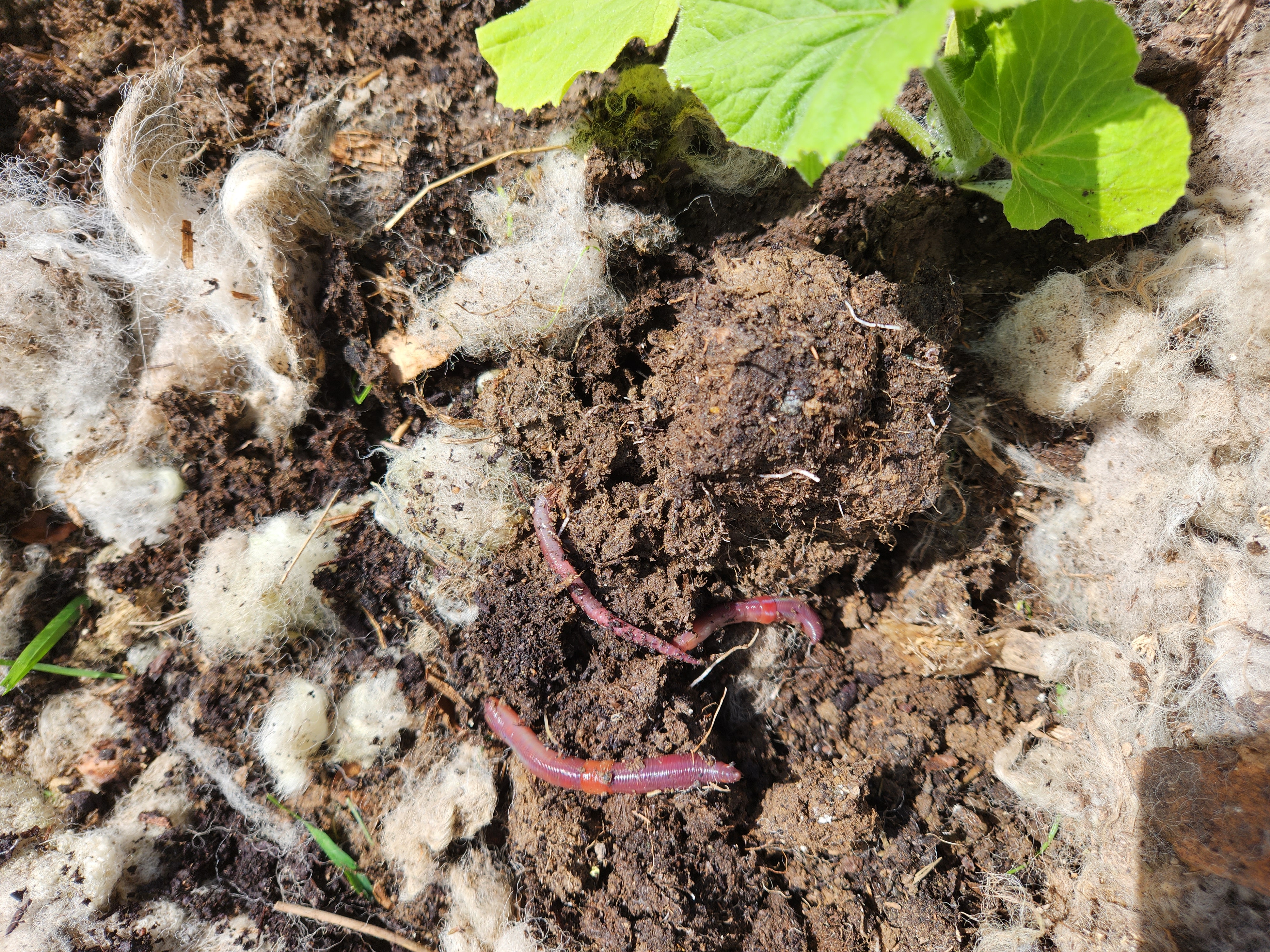 Hopefully No Regrets