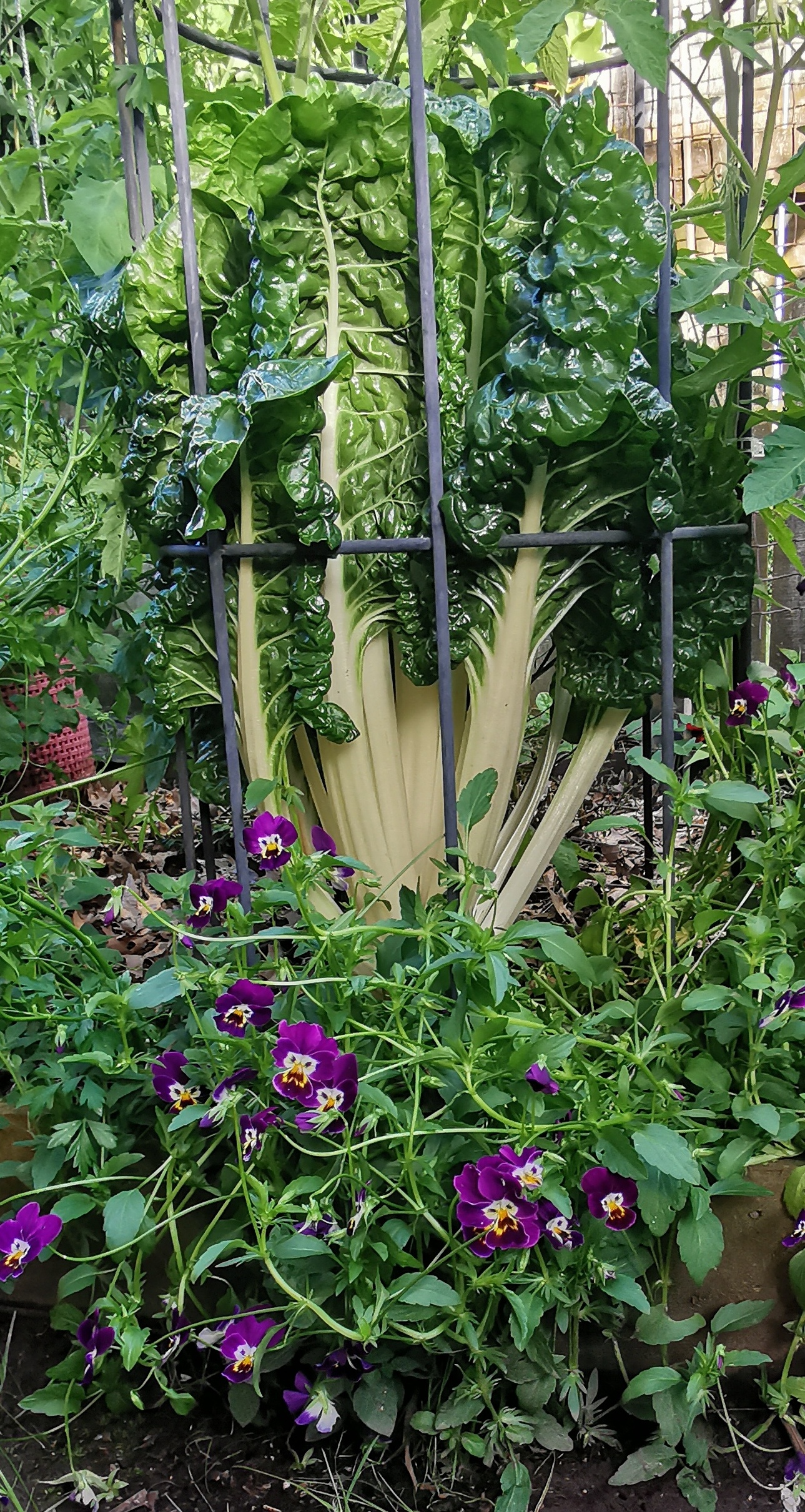 Violets! And Silverbeet for the neighbour. 