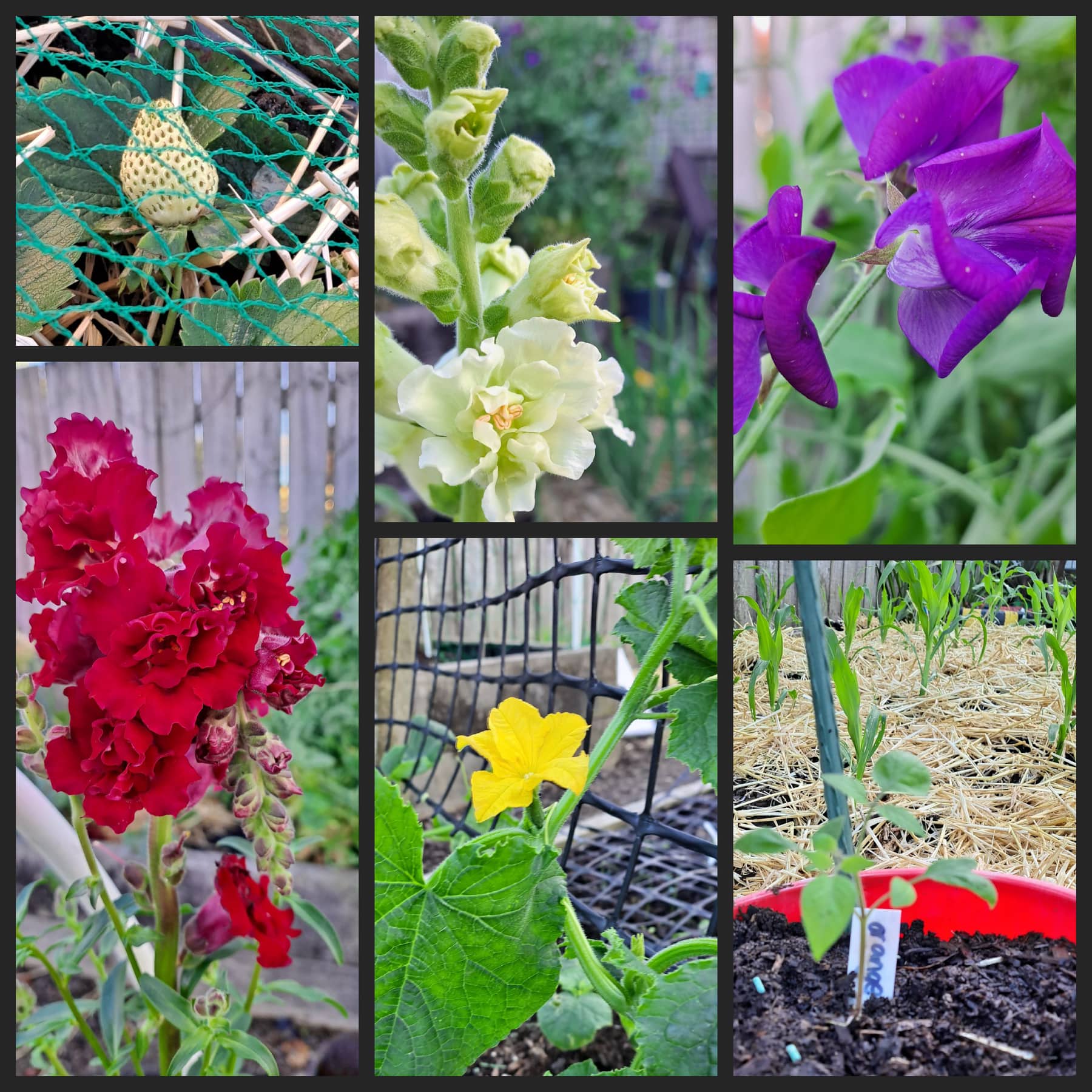 A Touch of Colour