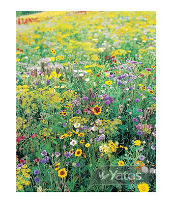 Wild Flowers Of The World Product